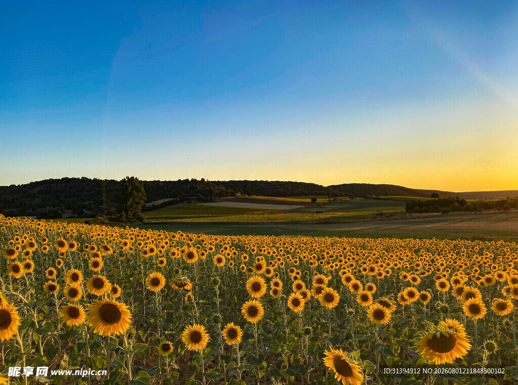 夕阳下的向日葵花海