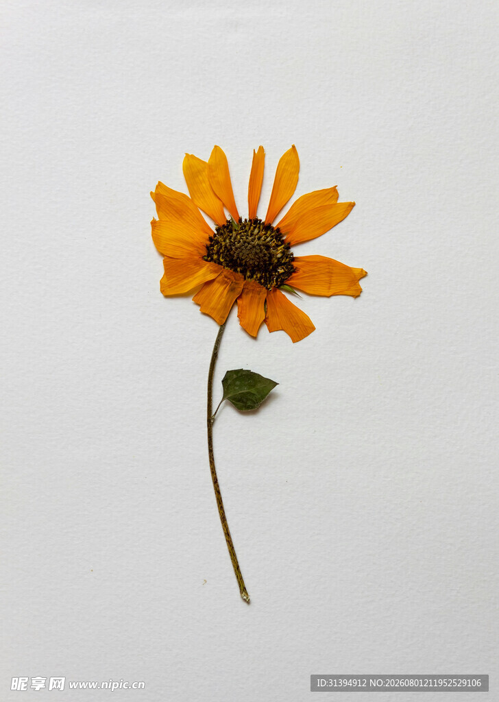 单朵橙色小花特写