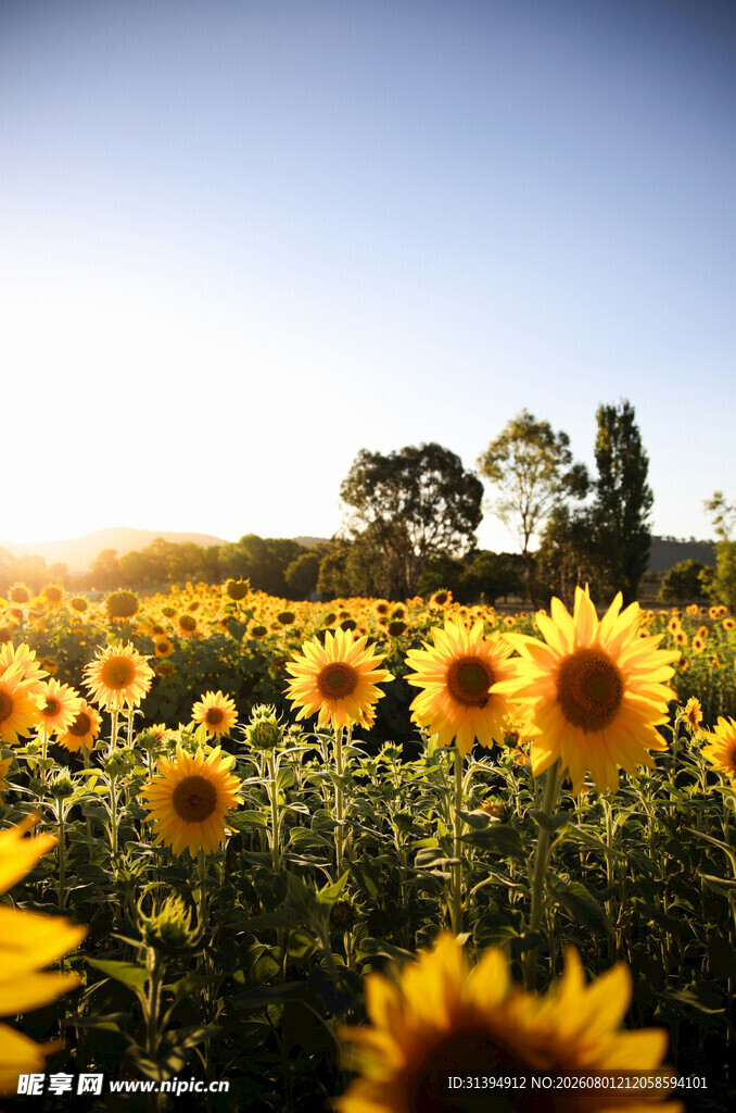 向日葵花海沐浴灿烂阳光