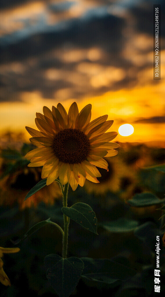 夕阳下的向日葵花田