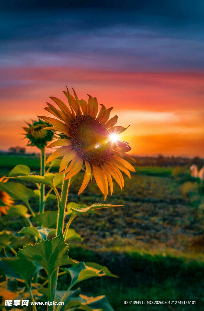 夕阳下的向日葵美景