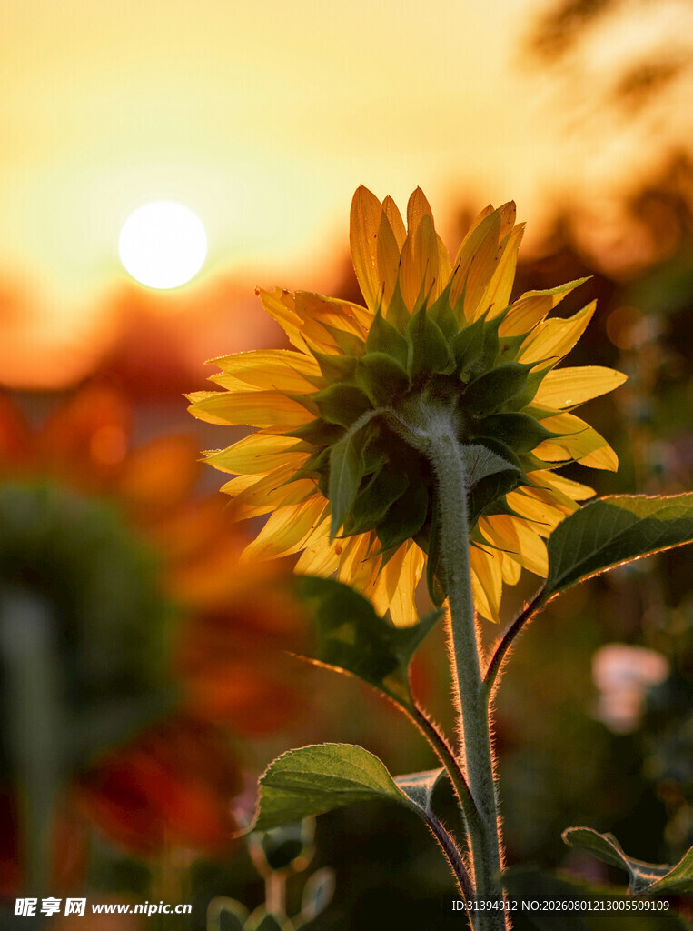 夕阳下的向日葵