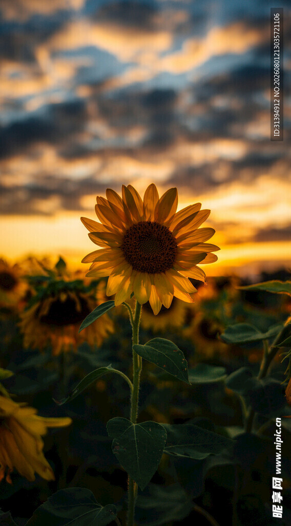 夕阳下的向日葵花海
