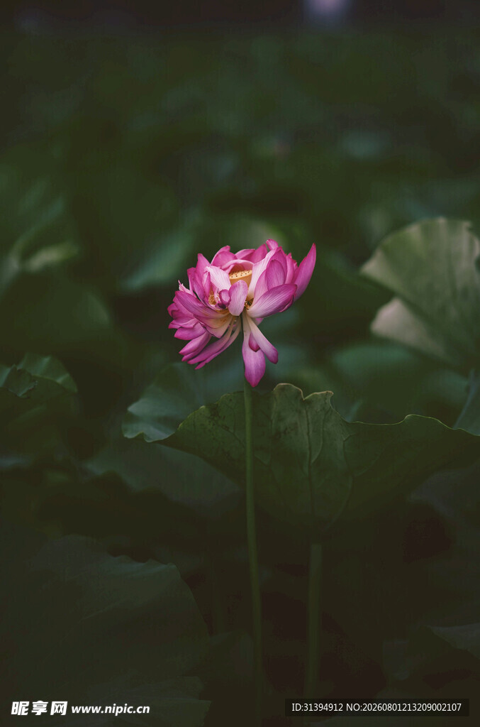 娇艳荷花绽放于绿叶间