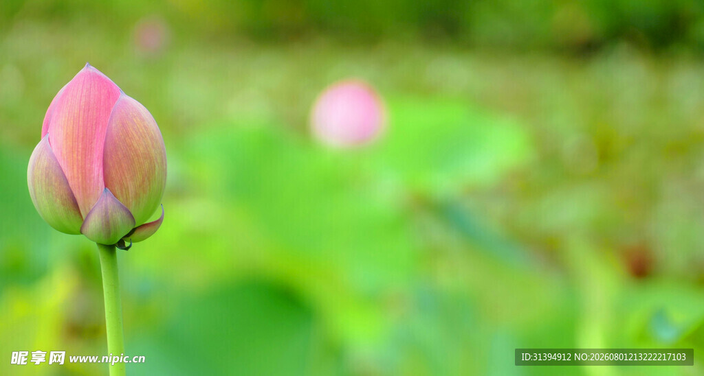 含苞待放的娇艳荷花