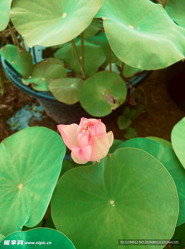 粉色荷花与翠绿荷叶