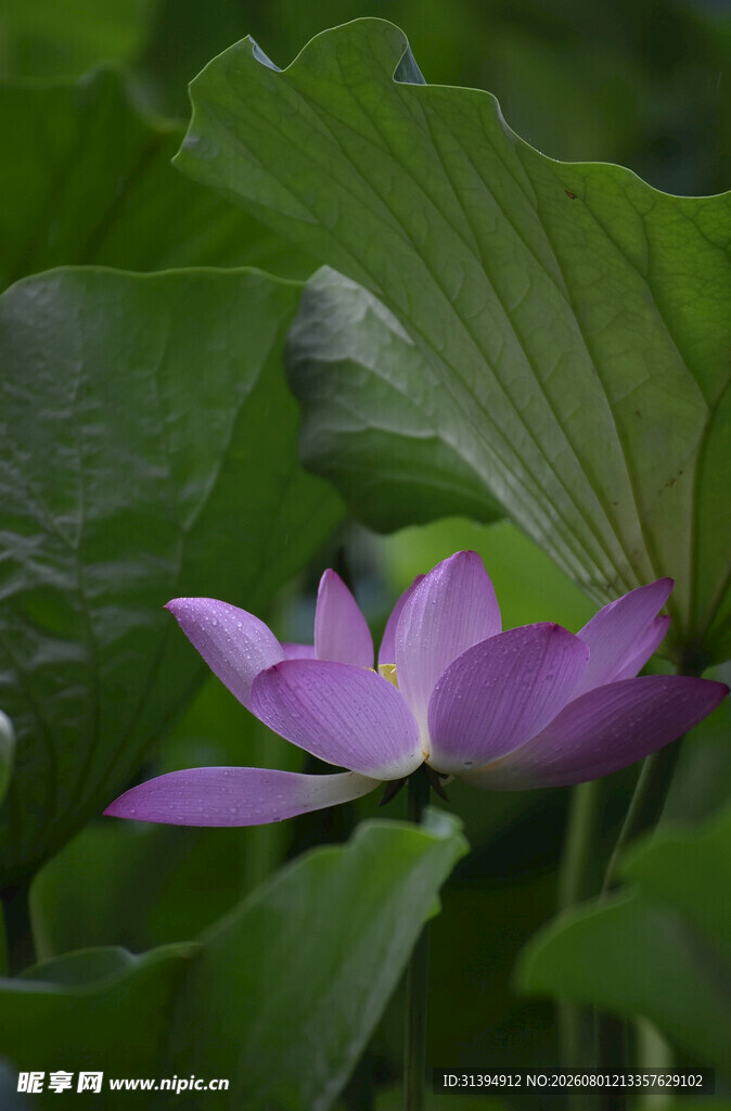 紫色荷花绽放于绿叶间