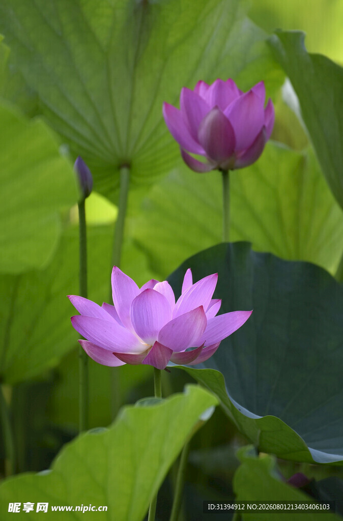 绽放的美丽荷花