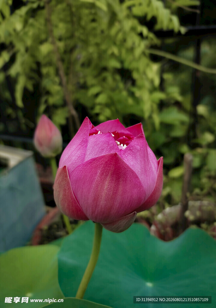 娇艳盛开的粉色荷花