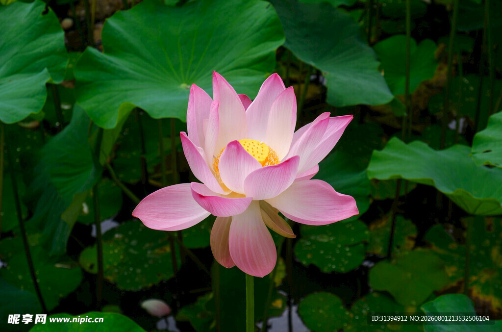 娇艳盛开的粉色荷花
