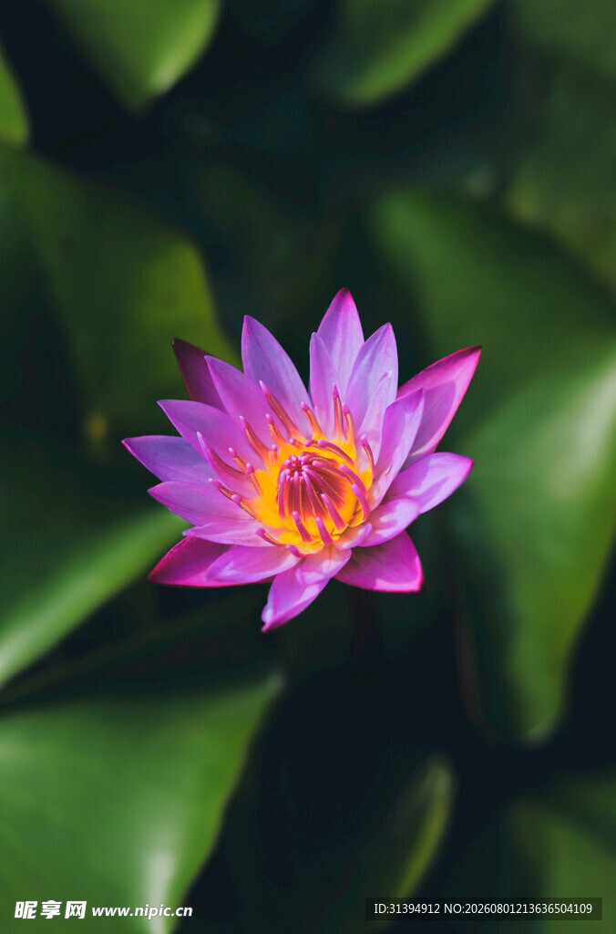 娇艳睡莲绽放