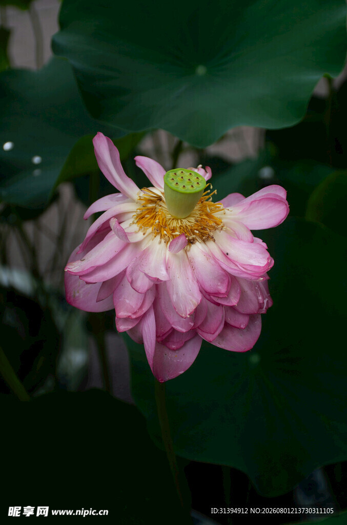 娇艳粉色荷花绽放