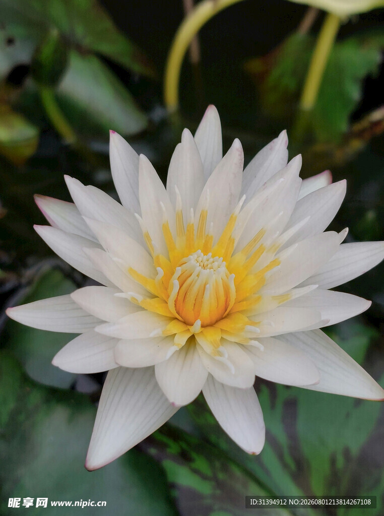 白色睡莲特写