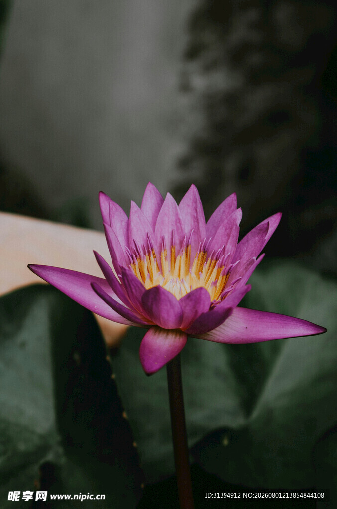 娇艳睡莲绽放