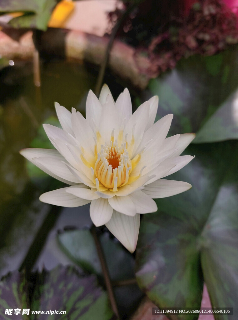 洁白睡莲绽放