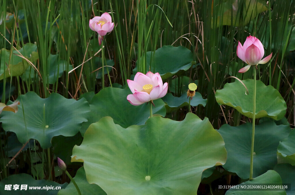 夏日荷塘中的娇艳荷花