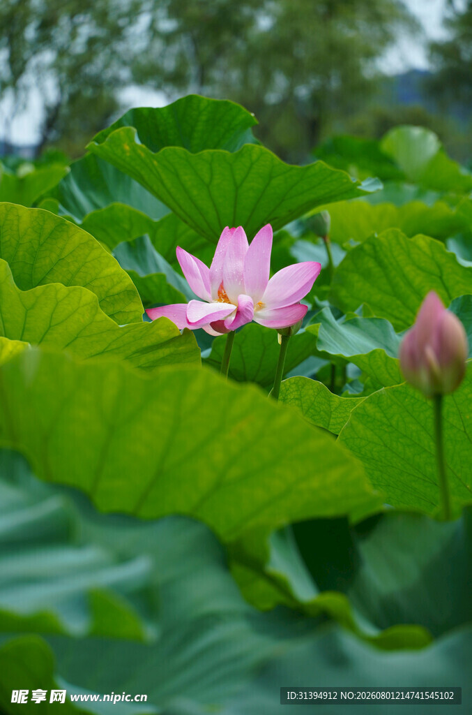 粉色荷花绽放于绿叶间