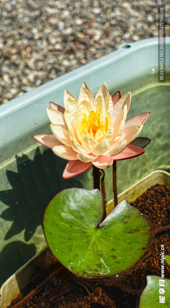 水中绽放的娇艳睡莲