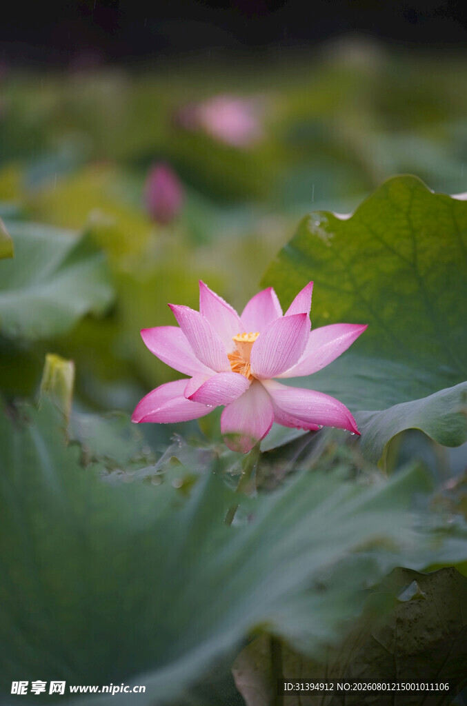 粉色荷花绽放于绿叶间
