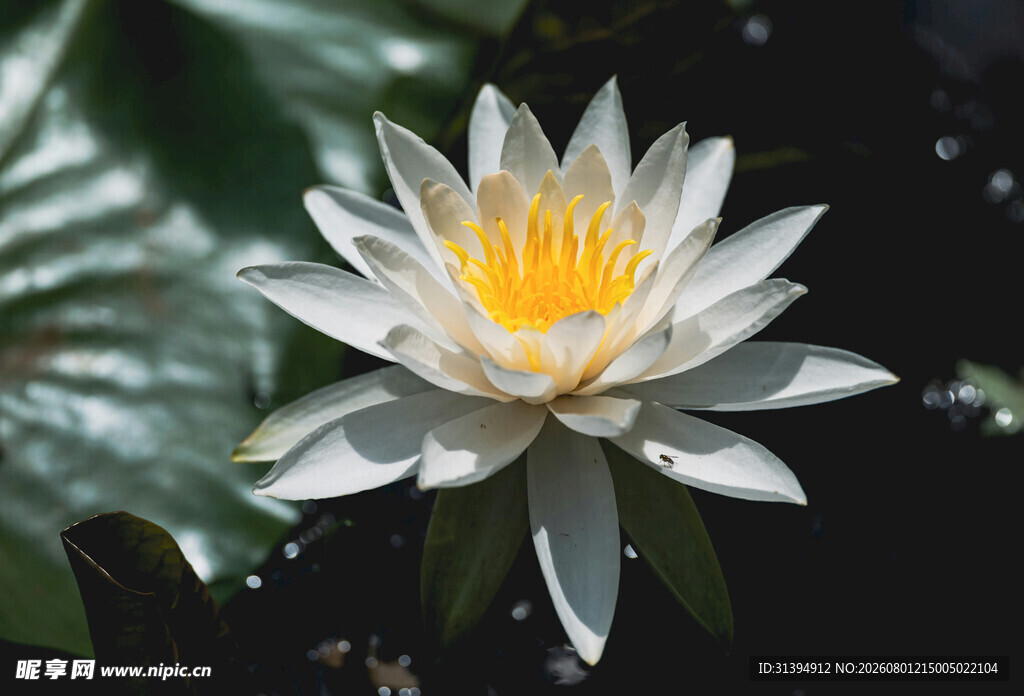 洁白睡莲绽放