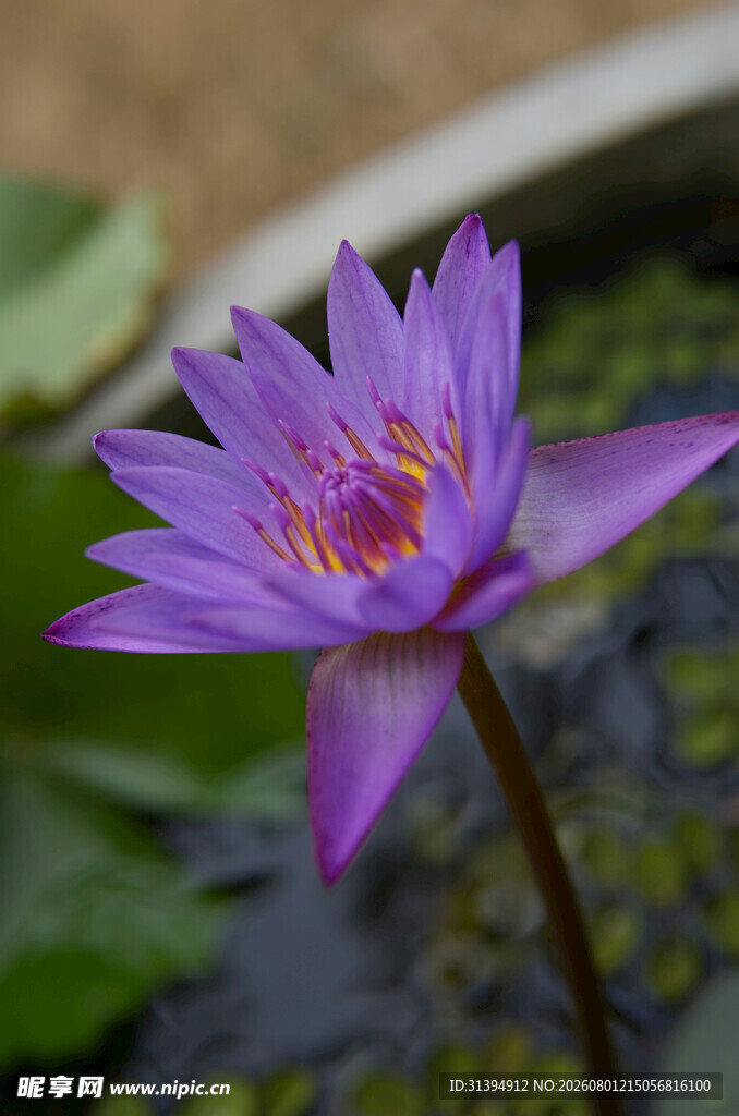 紫色睡莲特写