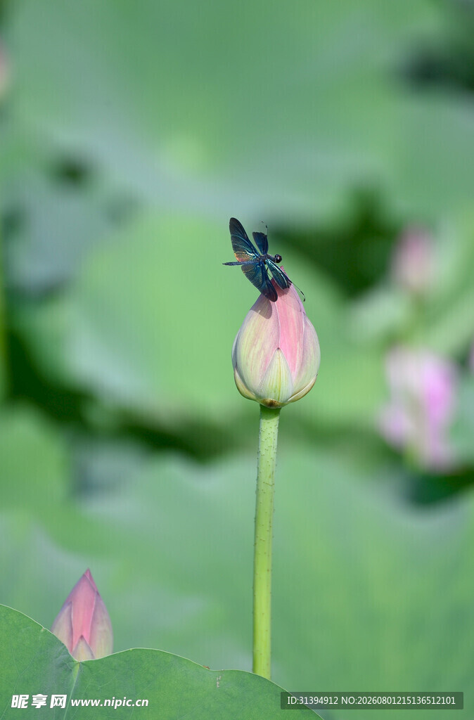 蜻蜓立于荷花花苞上