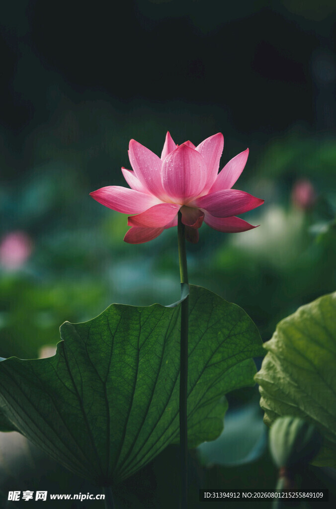 娇艳荷花绽放于绿叶间