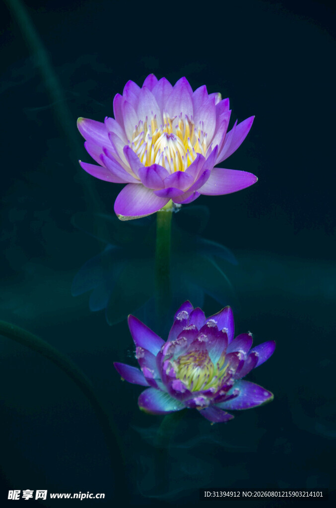 两朵绽放的紫色睡莲