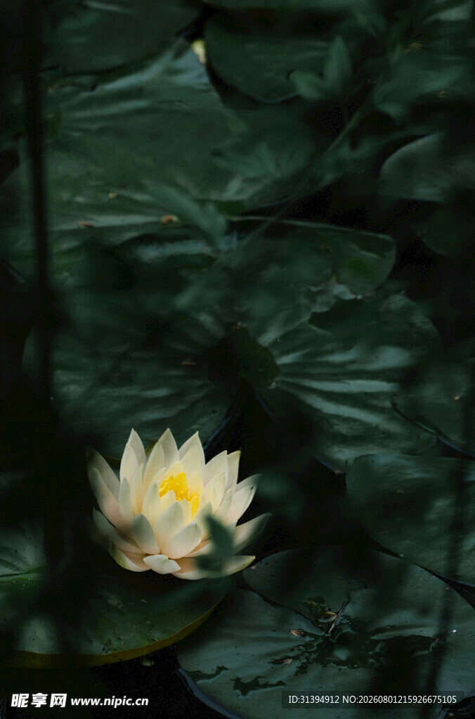 水中绽放的白色睡莲