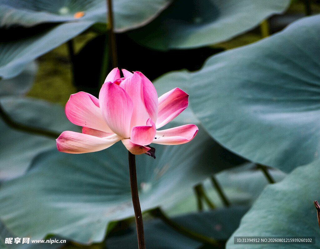 娇艳荷花绽放于绿叶间