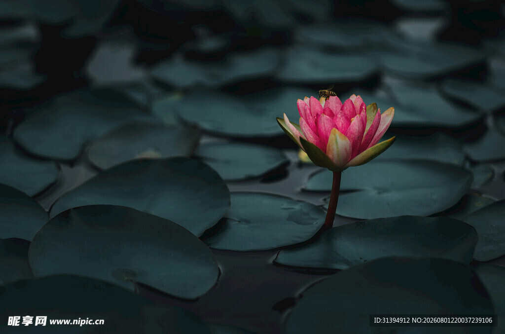 水中绽放的娇艳粉色睡莲