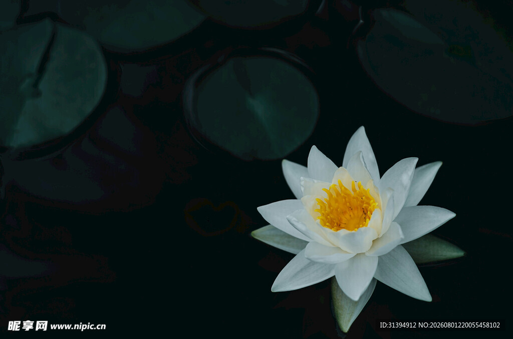 水中绽放的洁白睡莲