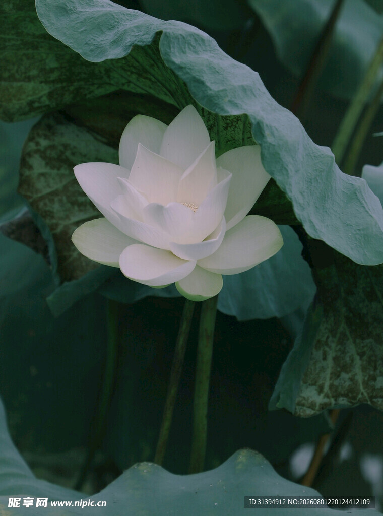 盛开的白莲花与荷叶