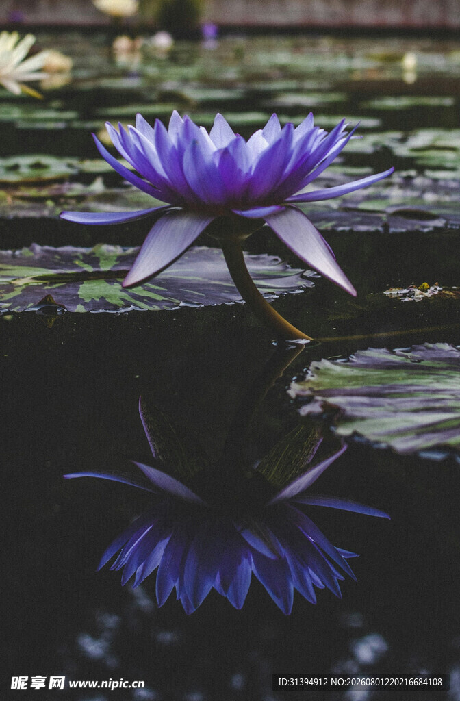 水中绽放的美丽紫色睡莲