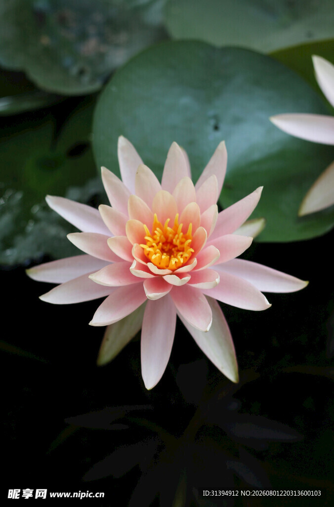 粉色睡莲绽放