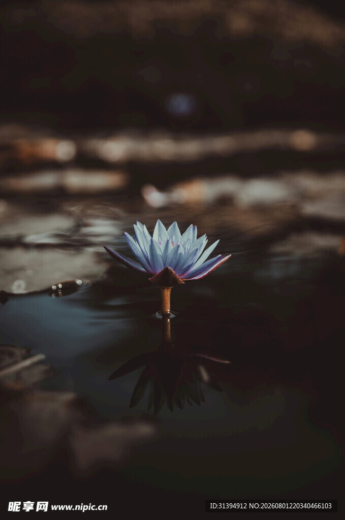 水中独绽的美丽白睡莲