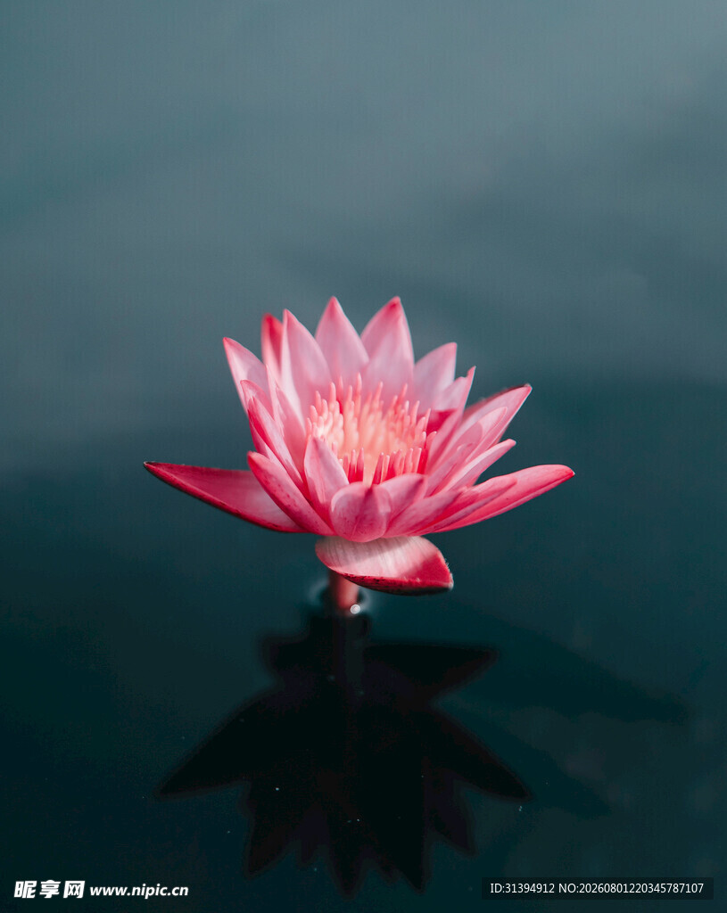 水中绽放的娇艳粉色睡莲