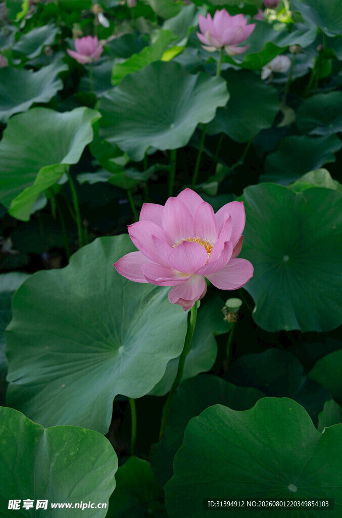 粉色荷花绽放于绿叶间