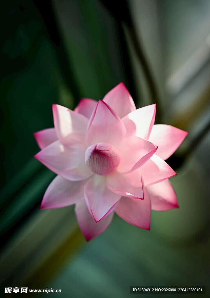 娇艳绽放的粉色莲花