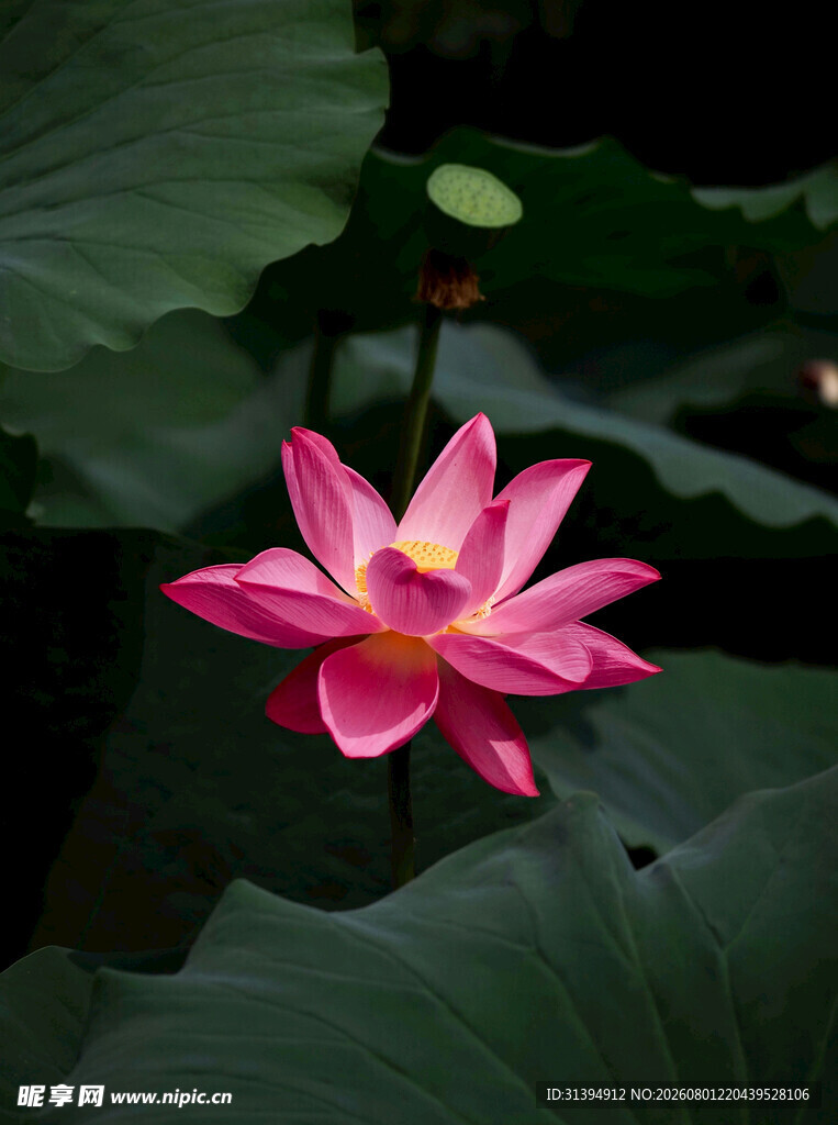 娇艳荷花绽放于绿叶间