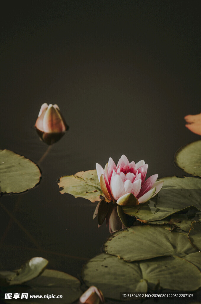 水中绽放的娇艳粉色睡莲