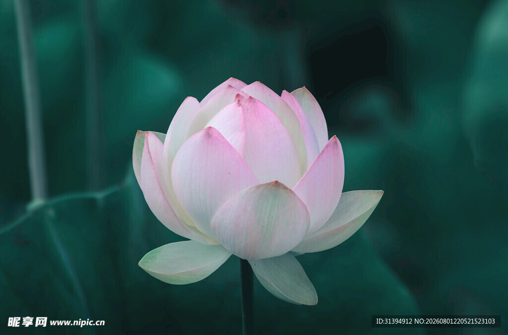 粉色荷花绽放