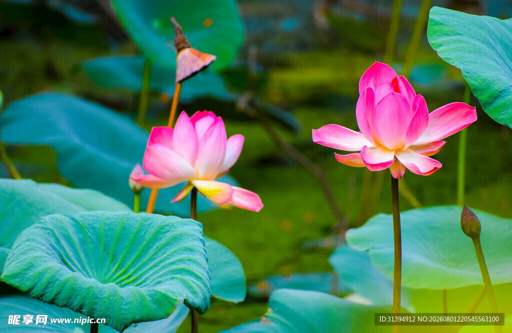 娇艳荷花绽放于绿叶间