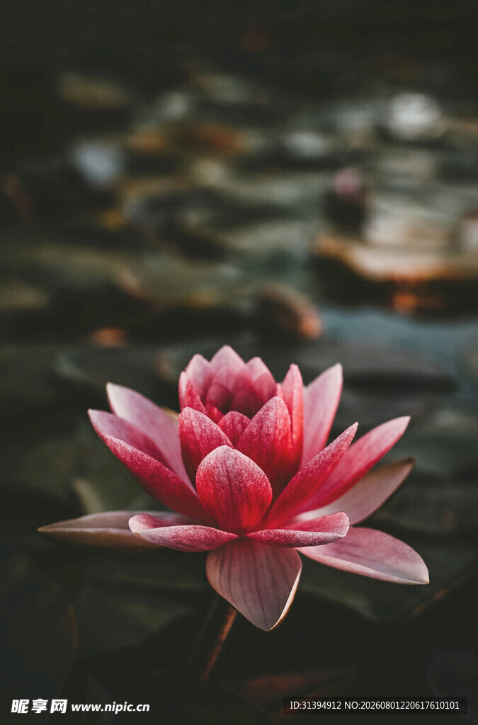 水中绽放的艳丽红睡莲