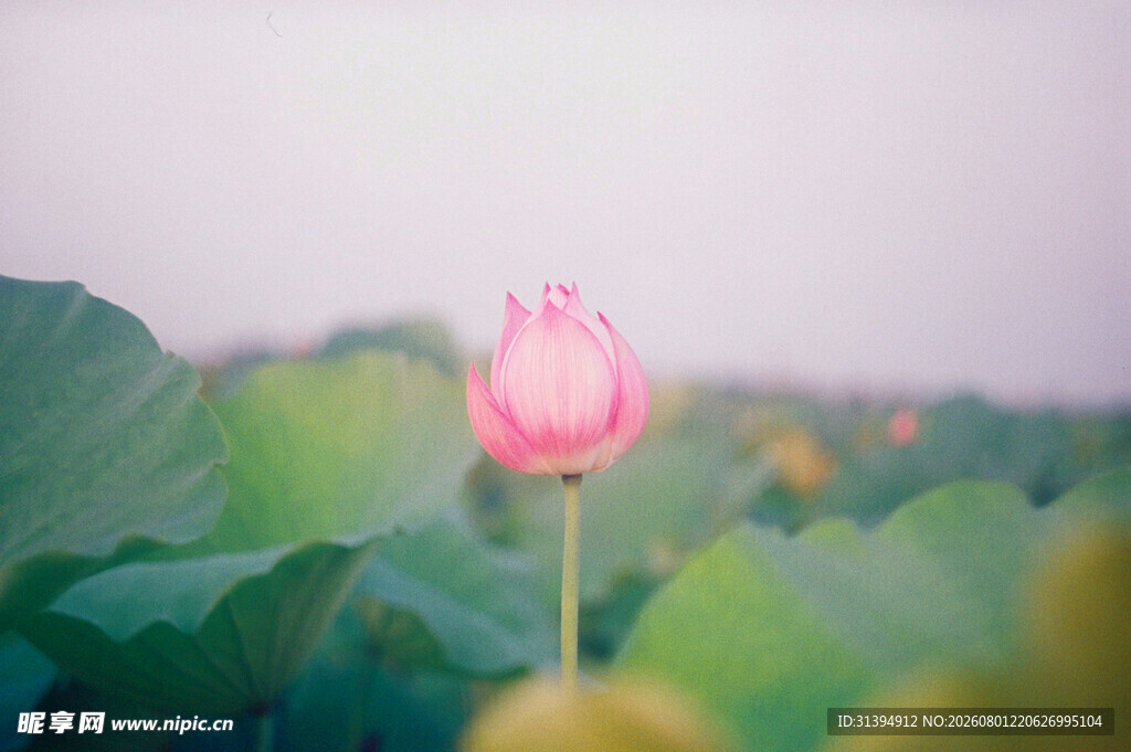 粉色荷花绽放于绿叶间