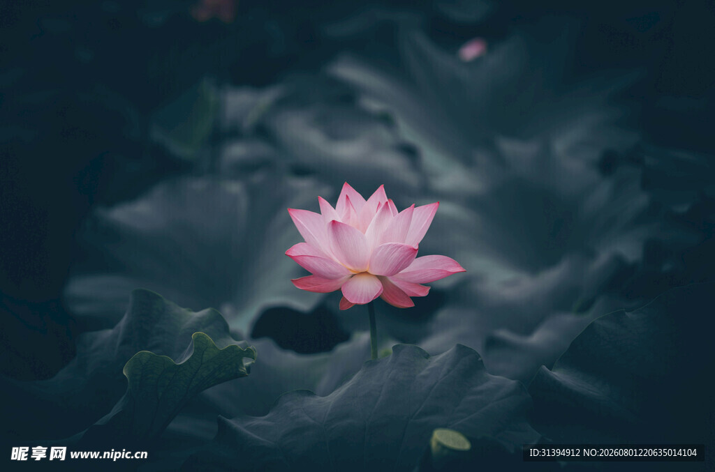 独绽粉荷