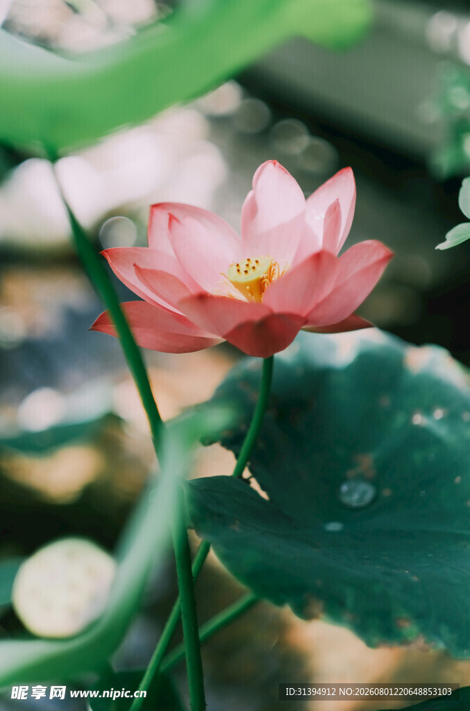 娇艳荷花绽放于绿叶间