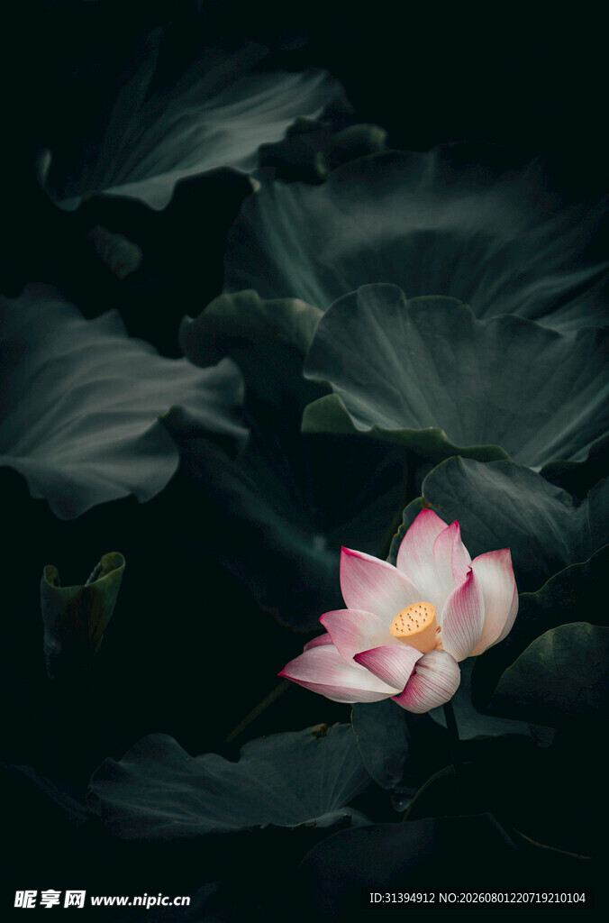 孤艳荷花绽于墨色莲叶间