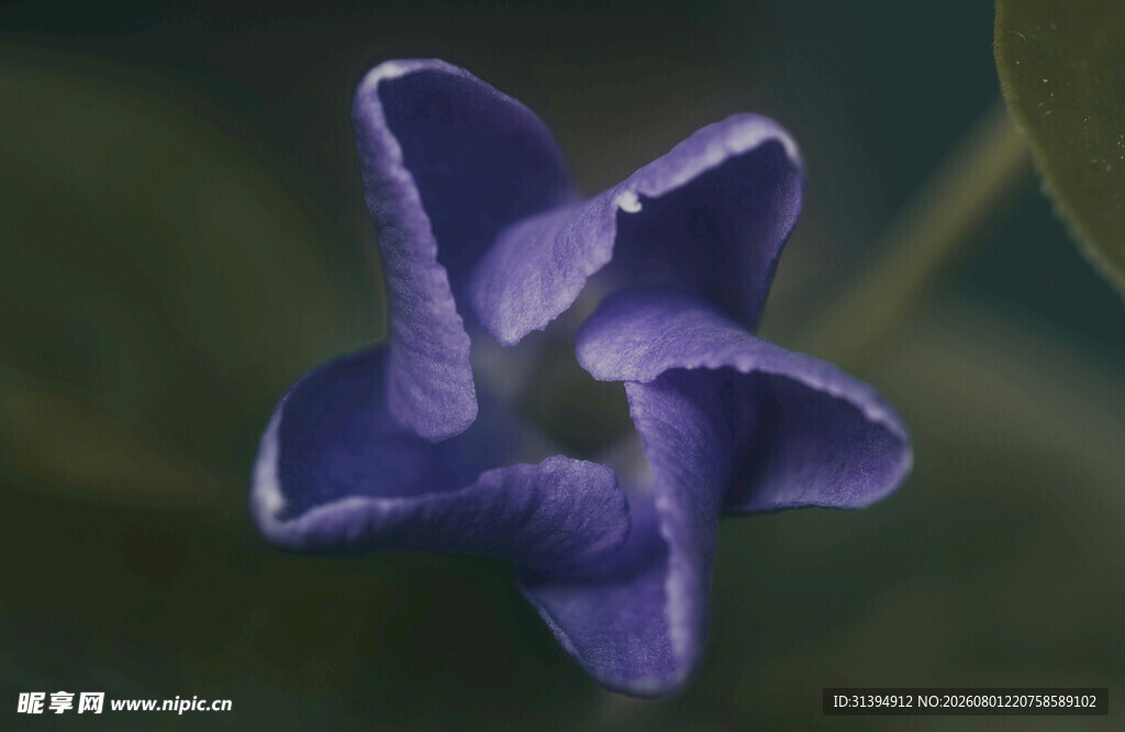 紫色星形小花特写