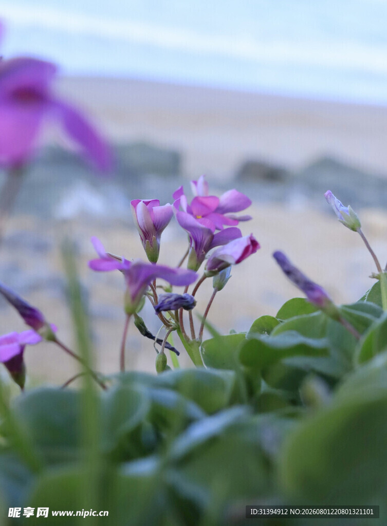 海边绽放的紫色小花